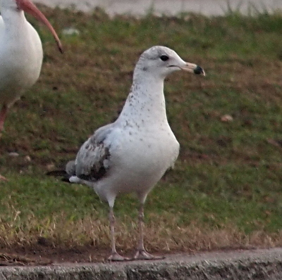 [A gull standing on concrete blocks showing the right side of its head has a black mark across both halves of its bill with a lighter section visible at the tip as well as the rest of the bill. The legs are a pinkish tan. The body and neck are mostly white, but there is black and grey visible on the wings. The eye seems dark and there re speckles of dark grey along the chest.]
